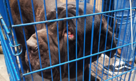 Rescatan 25 perros en criadero clandestino en la Ciudad de México