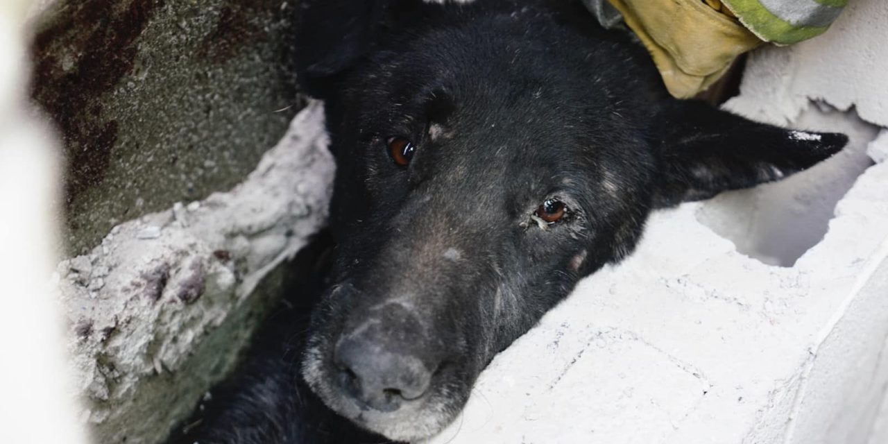 Rescatan a perrito atorado entre dos paredes en Santa Cruz Nieto