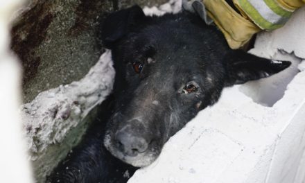 Rescatan a perrito atorado entre dos paredes en Santa Cruz Nieto