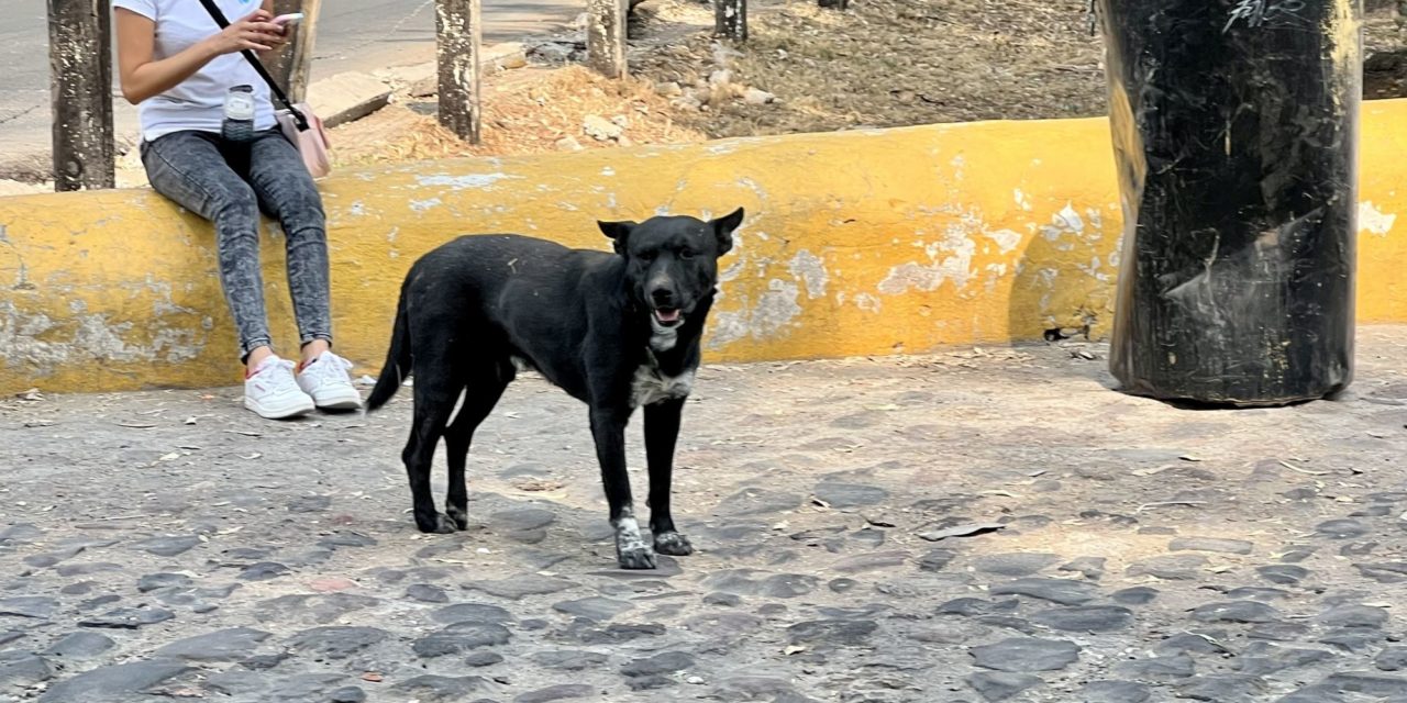 Silencio oficial ante envenenamiento de perros en San Juan del Rí…