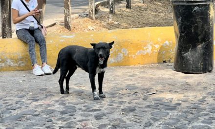 Silencio oficial ante envenenamiento de perros en San Juan del Rí…