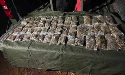 Investigan cargamento de marihuana encontrado en Nayarit