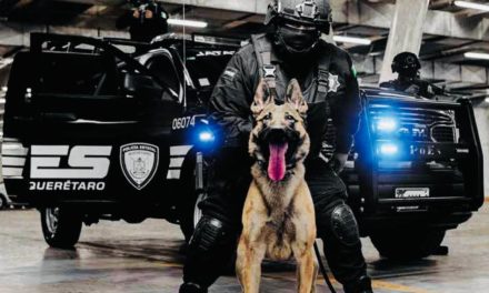 Perros policía de Querétaro recibirán adiestramiento profesional…