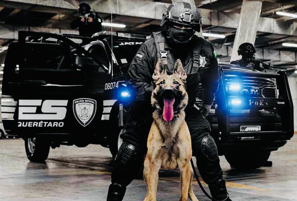 Perros policía de Querétaro recibirán adiestramiento profesional…