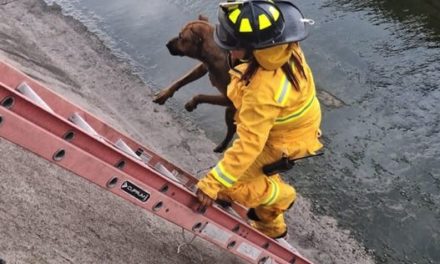 Rescatan a perro atrapado en el dren Candiles en Corregidora