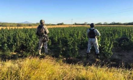 Hallan sembradío de 90 mil plantas de marihuana en Sonora
