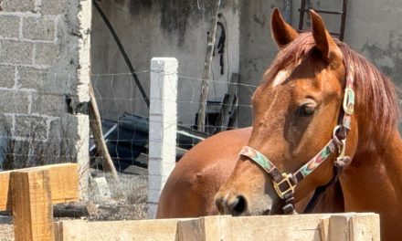 Cómo el caballo doméstico conquistó el mundo hace 4.200 años