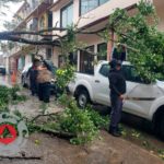 Protección Civil retira árbol colapsado sobre camioneta en Pinal…