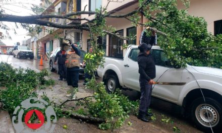 Protección Civil retira árbol colapsado sobre camioneta en Pinal…