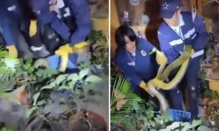 Sorpresa en el barrio de Santiago: Encuentran serpiente pitón en un domicilio