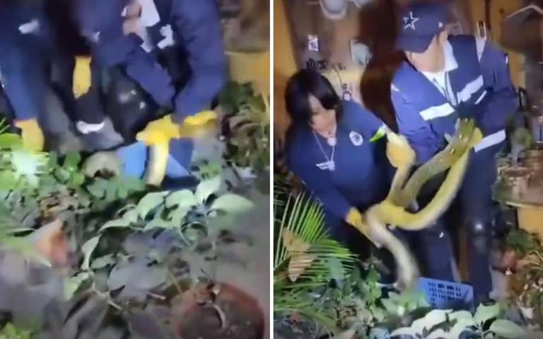 Sorpresa en el barrio de Santiago: Encuentran serpiente pitón en un domicilio