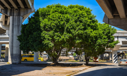 San Luis Capital recibe distinción internacional como Ciudad Árbol del Mundo