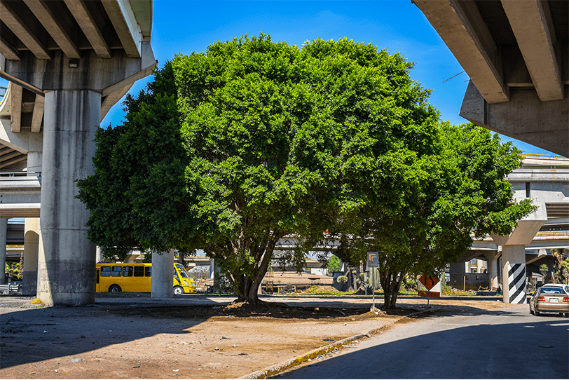 San Luis Capital recibe distinción internacional como Ciudad Árbol del Mundo