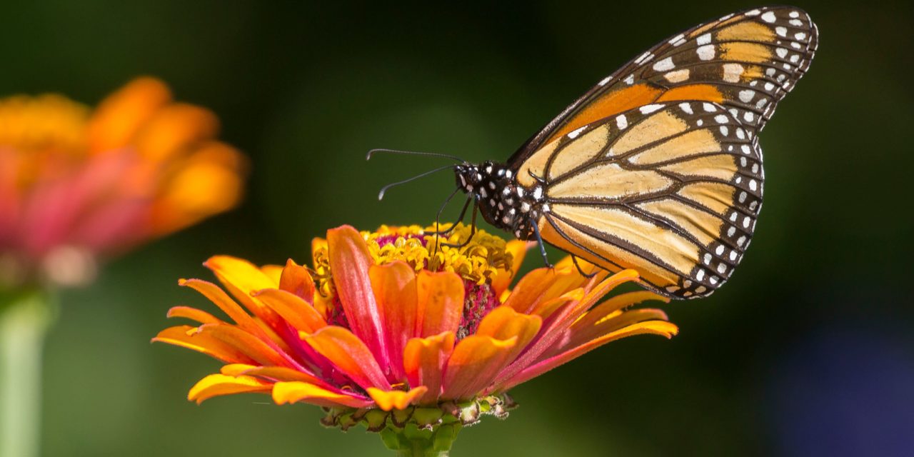 San Luis Potosí recibe la visita de miles de mariposas en su ruta migratoria