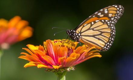 San Luis Potosí recibe la visita de miles de mariposas en su ruta migratoria