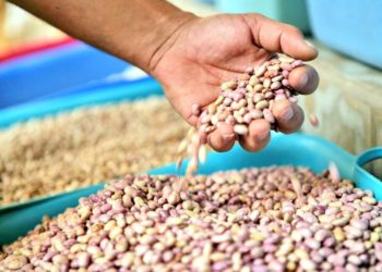  Alerta el FPLZ por la caída en los precios del frijol